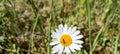 Wild daisy flowers growing on meadow, white chamomiles on green grass background. Oxeye daisy, Leucanthemum vulgare, Daisies, Dox- Royalty Free Stock Photo