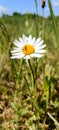 Wild daisy flowers growing on meadow, white chamomiles on green grass background. Oxeye daisy, Leucanthemum vulgare, Daisies, Dox- Royalty Free Stock Photo