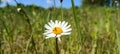 Wild daisy flowers growing on meadow, white chamomiles on green grass background. Oxeye daisy, Leucanthemum vulgare, Daisies, Dox- Royalty Free Stock Photo