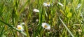 Wild daisy flowers growing on meadow, white chamomiles on green grass background. Oxeye daisy, Leucanthemum vulgare, Daisies, Dox- Royalty Free Stock Photo