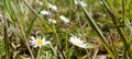 Wild daisy flowers growing on meadow, white chamomiles on green grass background. Oxeye daisy, Leucanthemum vulgare, Daisies, Dox- Royalty Free Stock Photo