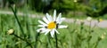 Wild daisy flowers growing on meadow, white chamomiles on green grass background. Oxeye daisy, Leucanthemum vulgare, Daisies, Dox- Royalty Free Stock Photo