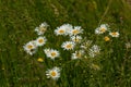 Wild daisy flowers growing on meadow, white chamomiles. Oxeye daisy, Leucanthemum vulgare, Daisies, Dox-eye, Common daisy, Dog Royalty Free Stock Photo