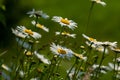 Wild daisy flowers growing on meadow, white chamomiles. Oxeye daisy, Leucanthemum vulgare, Daisies, Dox-eye, Common daisy, Dog Royalty Free Stock Photo