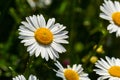 Wild daisy flowers growing on meadow, white chamomiles. Oxeye daisy, Leucanthemum vulgare, Daisies, Dox-eye, Common daisy, Dog Royalty Free Stock Photo