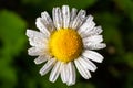 Wild daisy flowers growing on meadow, white chamomiles. Oxeye daisy, Leucanthemum vulgare, Daisies, Dox-eye, Common daisy, Dog Royalty Free Stock Photo