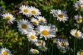 Wild daisy flowers growing on meadow, white chamomiles. Oxeye daisy, Leucanthemum vulgare, Daisies, Dox-eye, Common daisy, Dog Royalty Free Stock Photo