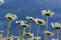 Wild daisy flowers growing on meadow, white chamomiles. Oxeye daisy, Leucanthemum vulgare, Daisies, Dox-eye, Common daisy, Dog Royalty Free Stock Photo