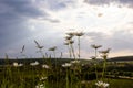 Wild daisy flowers growing on meadow, white chamomiles. Oxeye daisy, Leucanthemum vulgare, Daisies, Dox-eye, Common daisy, Dog Royalty Free Stock Photo