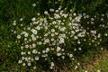 Wild daisy flowers growing on meadow, white chamomiles. Oxeye daisy, Leucanthemum vulgare, Daisies, Dox-eye, Common daisy, Dog Royalty Free Stock Photo