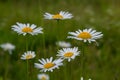 Wild daisy flowers growing on meadow, white chamomiles. Oxeye daisy, Leucanthemum vulgare, Daisies, Dox-eye, Common daisy, Dog Royalty Free Stock Photo