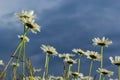Wild daisy flowers growing on meadow, white chamomiles. Oxeye daisy, Leucanthemum vulgare, Daisies, Dox-eye, Common daisy, Dog Royalty Free Stock Photo
