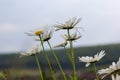 Wild daisy flowers growing on meadow, white chamomiles. Oxeye daisy, Leucanthemum vulgare, Daisies, Dox-eye, Common daisy, Dog Royalty Free Stock Photo