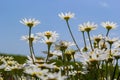 Wild daisy flowers growing on meadow, white chamomiles. Oxeye daisy, Leucanthemum vulgare, Daisies, Dox-eye, Common daisy, Dog Royalty Free Stock Photo