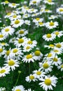 Wild daisy flowers outdoor in the meadow at summer. beautiful blooming flowers natural background
