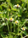 Wild daisy Royalty Free Stock Photo