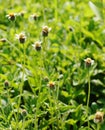 Wild daisy Royalty Free Stock Photo