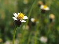 Wild daisy Royalty Free Stock Photo