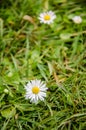 Wild daisy on a meadow in Burnie, Tasmania