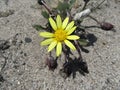 Wild Daisy on a Parched Earth