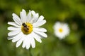 Wild Daisy and Tiny Honey Bee Close Up Royalty Free Stock Photo