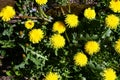 Dandelion bloomed