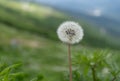 wild dandelion on the meadow Royalty Free Stock Photo