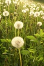 Wild Dandelions Royalty Free Stock Photo