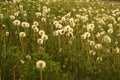 Wild Dandelions Royalty Free Stock Photo