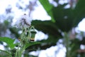 Wild dandillion plants produce flowers when the seeds have matured and will fly in the wind Royalty Free Stock Photo