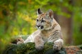 Wild danger animal in green vegetation. Big cat Cougar, Puma concolor, hidden portrait of dangerous animal with stone, USA. Wildli Royalty Free Stock Photo