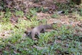 Wild dangerous waran walks on meadow, Malaysia