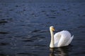 Wild Danube Swan Background