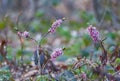 Wild Daphne mezereum, commonly known as mezereum, February daphne Royalty Free Stock Photo