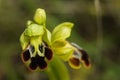 Wild Dark Bee Orchid flowers detail - Ophrys fusca