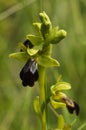 Wild Dark Bee Orchid stem and flower - Ophrys fusca