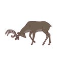 Wild dark deer male buck with branched horns attack butt view profile vector outline sketch illustration isolated on