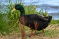 Dark morph New Zealand Mallard