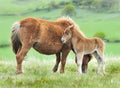 Wild Dartmoor foal and mother Royalty Free Stock Photo