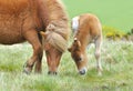 Wild Dartmoor mother and foal Royalty Free Stock Photo