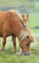 Wild Dartmoor mother and foal Royalty Free Stock Photo