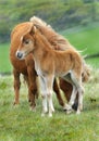 Wild Dartmoor mother and foal. Royalty Free Stock Photo