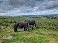 Wild Dartmoor Ponies on Dartmoor National Park Devon Royalty Free Stock Photo