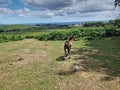 Wild Dartmoor Ponies on Dartmoor National Park Devon Royalty Free Stock Photo