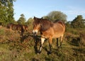 Wild Dartmoor Ponies Royalty Free Stock Photo