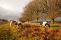 Wild Dartmoor ponies dartmoor national park , Devon, Uk Royalty Free Stock Photo