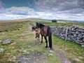 Wild Dartmoor Ponies on Dartmoor National Park Devon Royalty Free Stock Photo