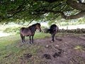 Wild Dartmoor Ponies on Dartmoor National Park Devon Royalty Free Stock Photo