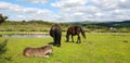 Wild Dartmoor Ponies,  Dartmoor National Park,  Devon Royalty Free Stock Photo