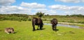 Wild Dartmoor Ponies,  Dartmoor National Park,  Devon Royalty Free Stock Photo